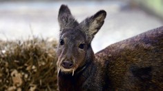 musk deer