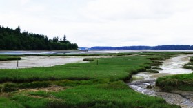 tidal marsh