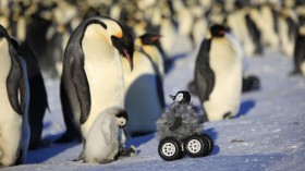 chick rover with Emperor penguins