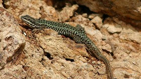 Erhard's wall lizard