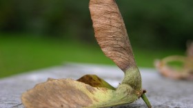 maple seed