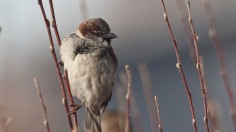 house sparrow