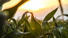 corn stalk