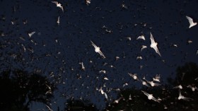 Mexica free-tailed bats