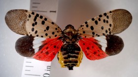 lanternfly