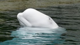 beluga whale