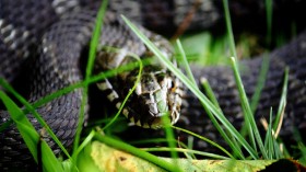 Snake Bite DNA Test Could Save Many Lives