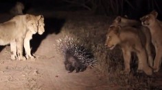 porcupine battles lions