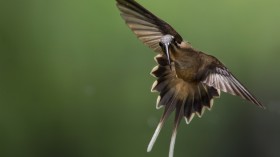 Fencing Hummingbirds Viciously Stab at the Throat