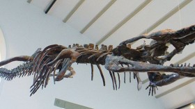 Machimosaurus