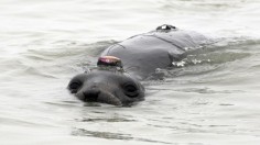 elephant seal