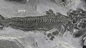 ichthyosaur