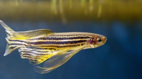 zebrafish