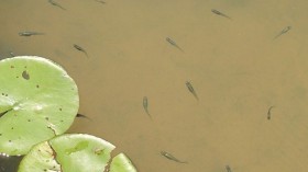 Mosquitofish