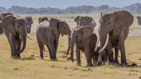 African elephants