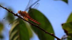 dragonfly