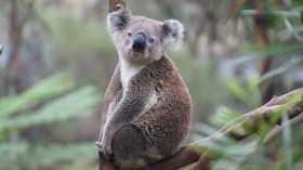 koala