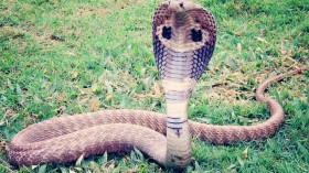 king cobra