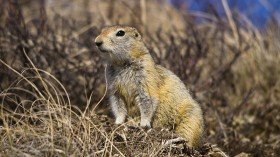 arctic ground squirrel