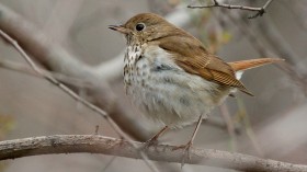 hermit thrush