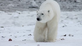 polar bear