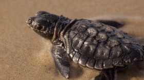 Kemp's ridley sea turtle