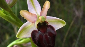 early spider orchid