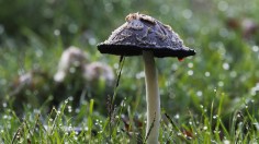 inky cap mushroom - after rain