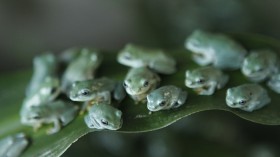 Frogs