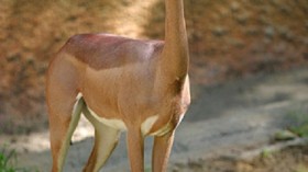 Gerenuk