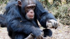 chimpanzee