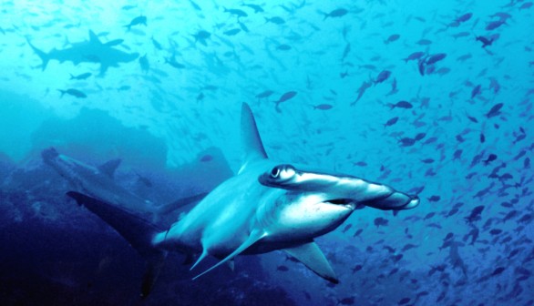 hammerhead shark