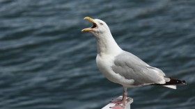 seagull