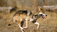 Mexican gray wolf