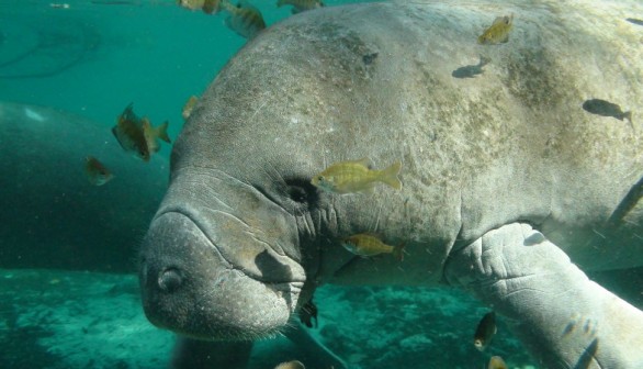 Florida manatee