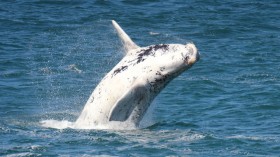 baby southern right whale