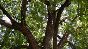 black walnut tree