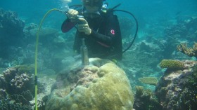 coral sampling