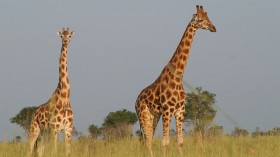 giraffes