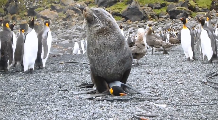 Seals Are Having Sex With Penguins And Its Very Disturbing [video