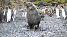 seal on penguin