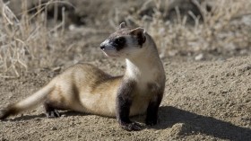 black-footed ferret