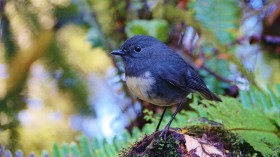 New Zealand robin