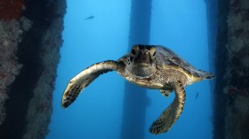 green sea turtle