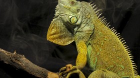 green iguana