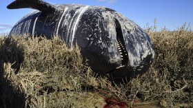 pilot whale stranded