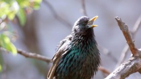 starling 