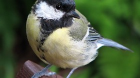 Great tit 