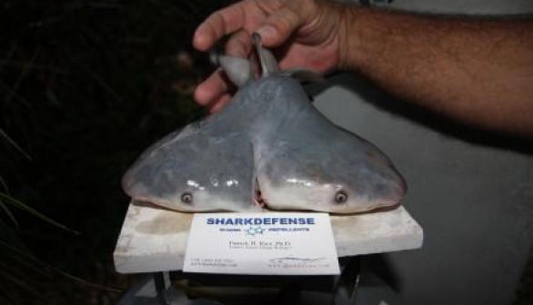 Double-headed bull shark 