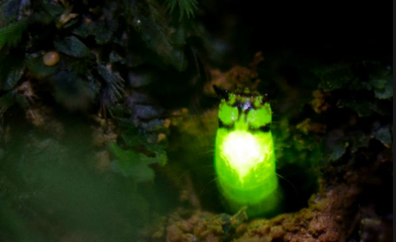download glowing glow worm
